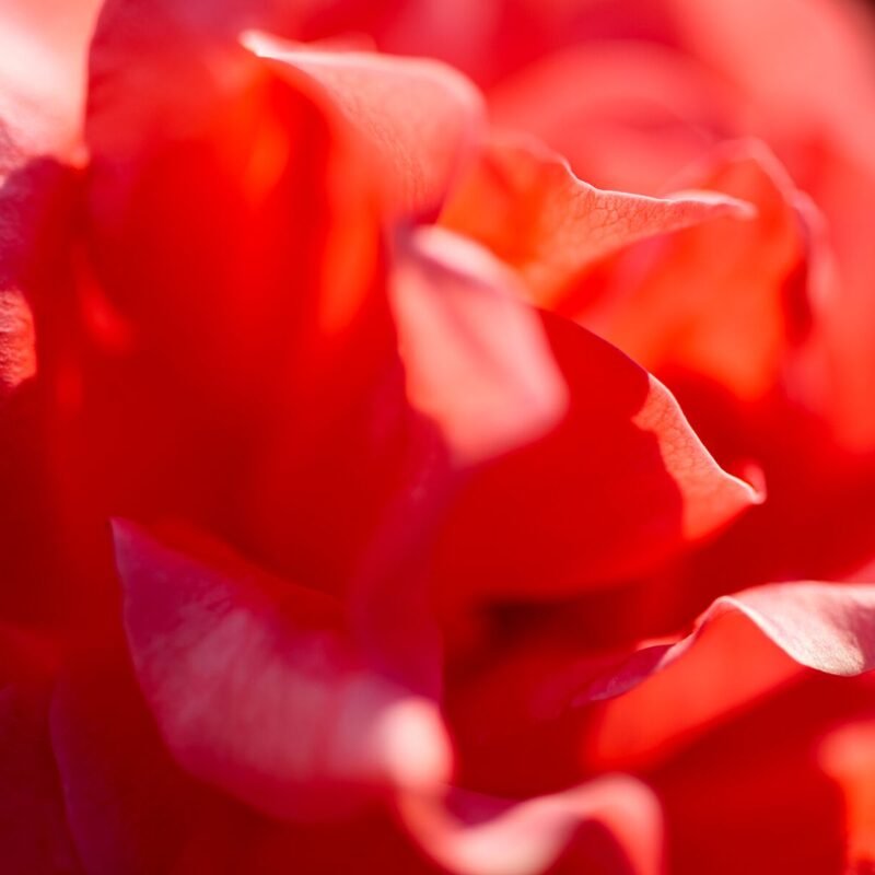 Salmon Rose Macro 5