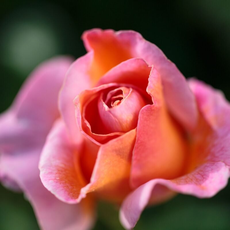 Pink Orange Rose Macro 2