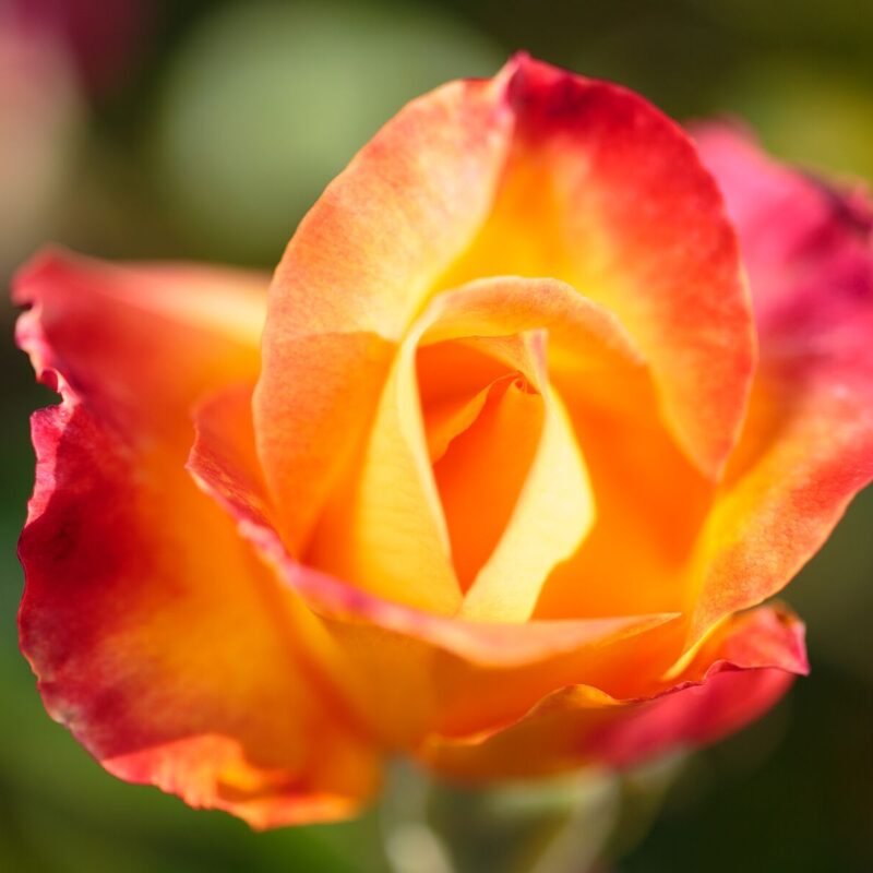 Red and Yellow Rose