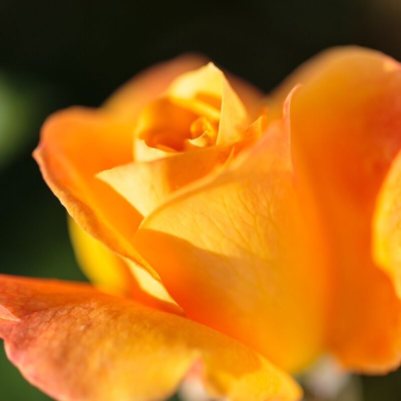 Yellow Rose Macro 2