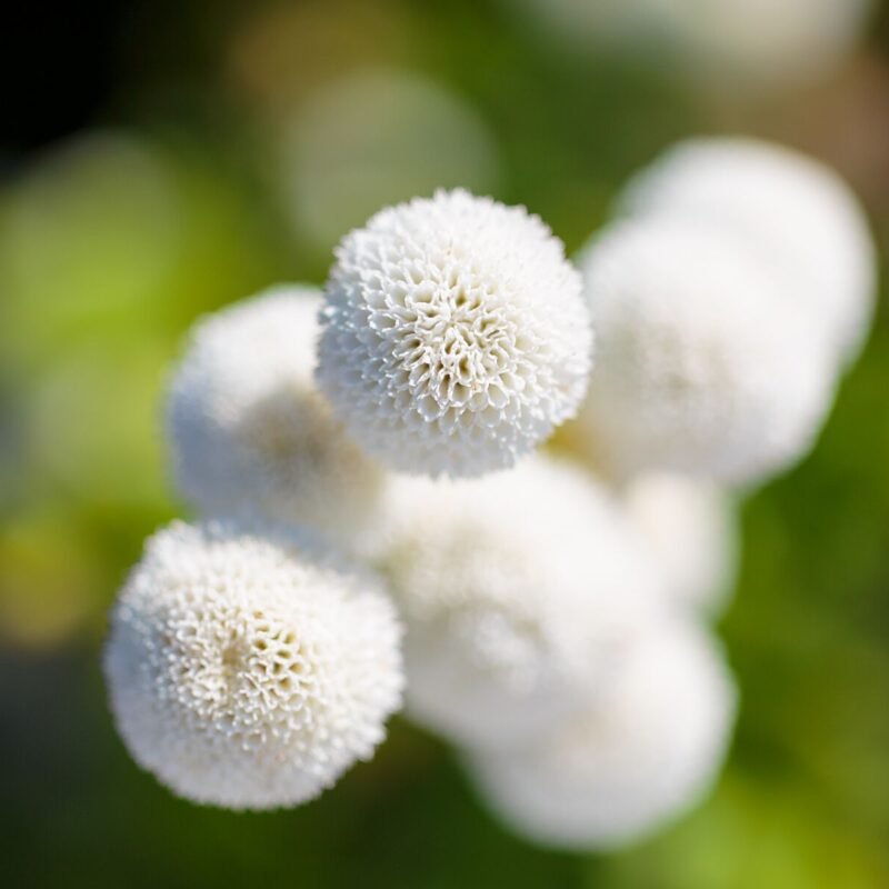 Snowballs 3