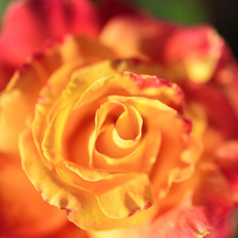 Red and Yellow Rose Macro