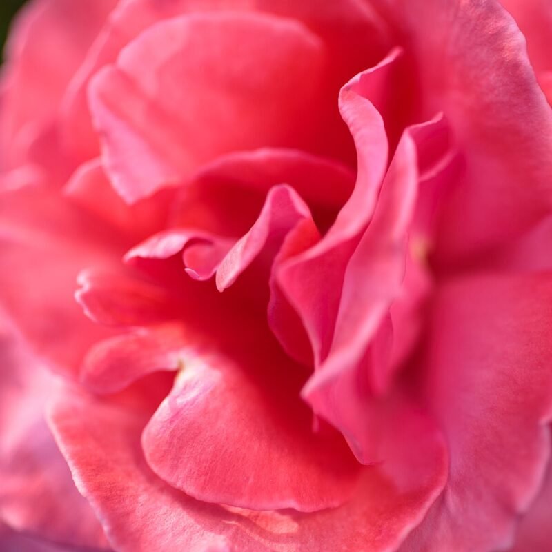 Pink Rose Macro 2
