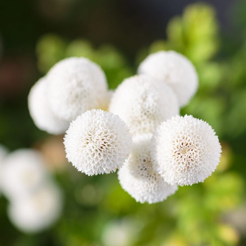 Snowballs