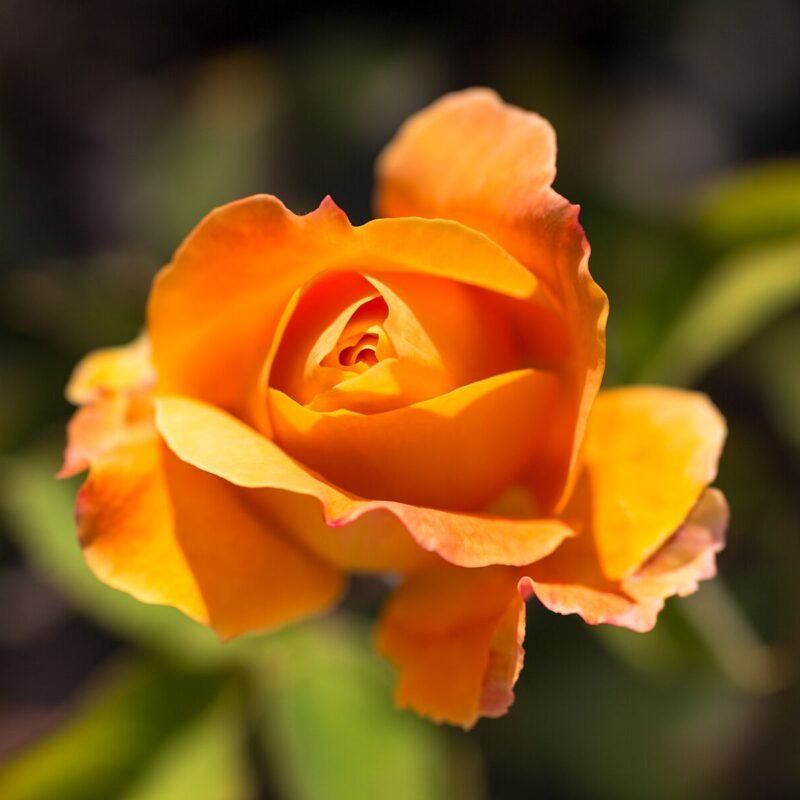 Yellow Rose Macro 4