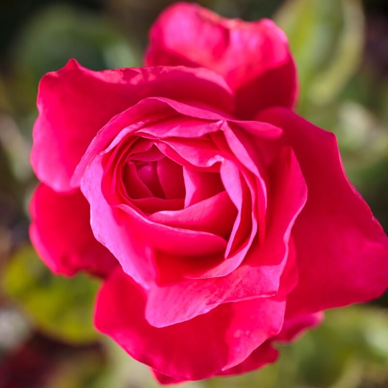Fuchsia Rose