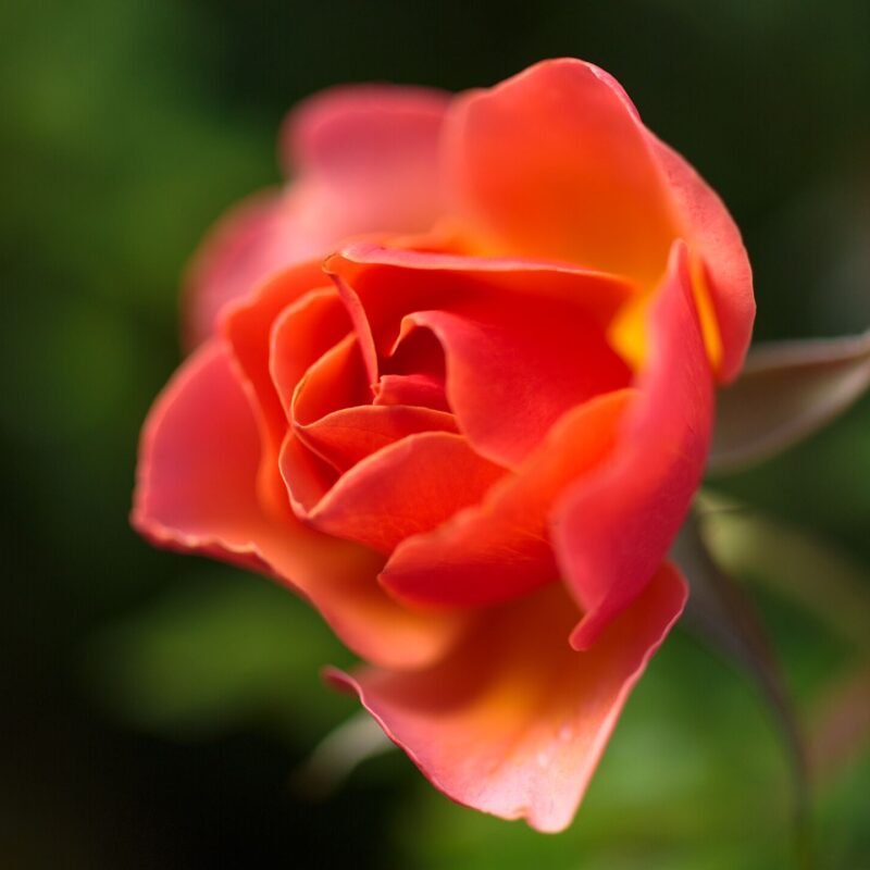 Lava Orange Rose Macro 2