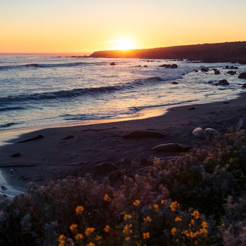 Sunset with Seals