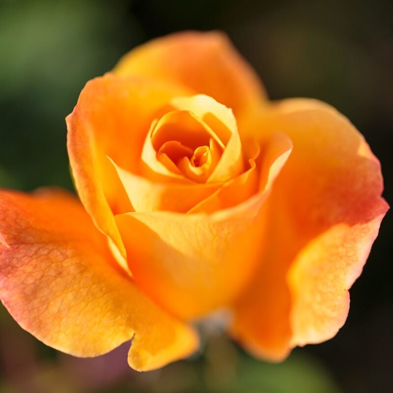 Yellow Rose Macro 3