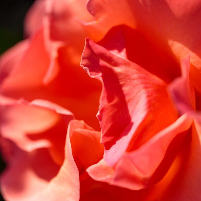 Salmon Rose Macro 4