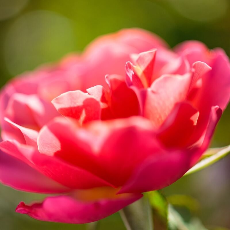 Pink Rose Macro 3