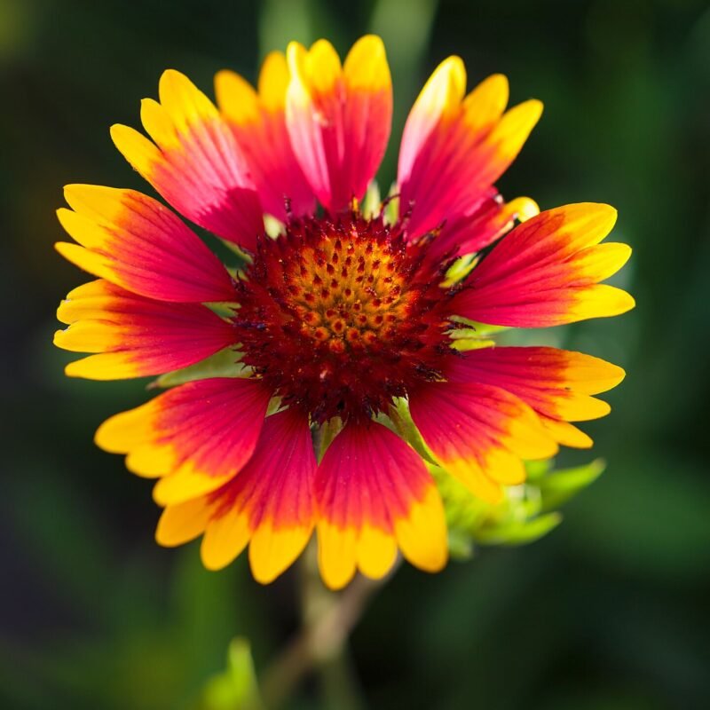 Firewheel Gaillardia