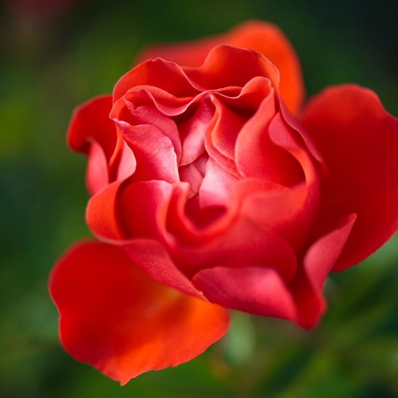 Lava Orange Rose Macro