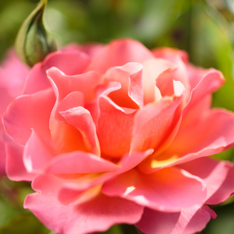 Pink Rose Macro