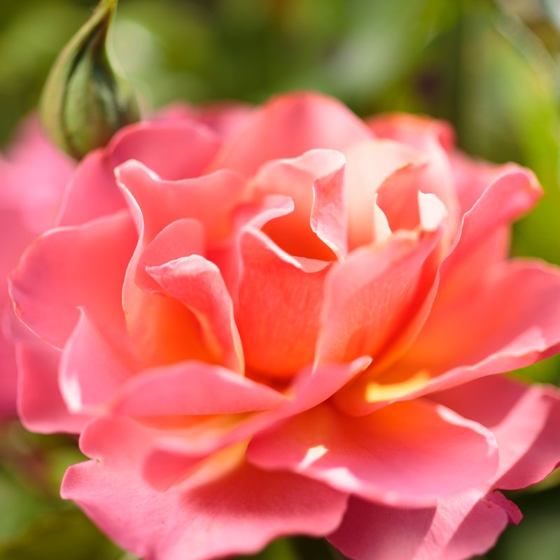 Pink Rose Macro