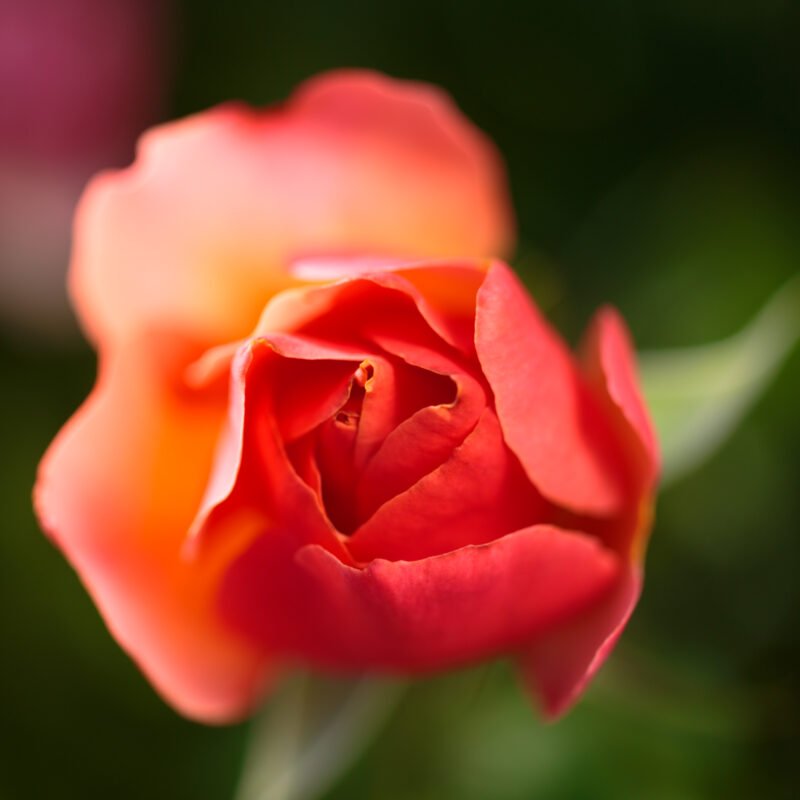 Salmon Rose Macro