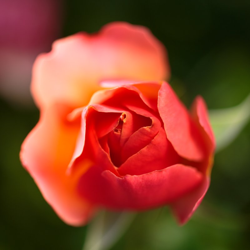 Salmon Rose Macro