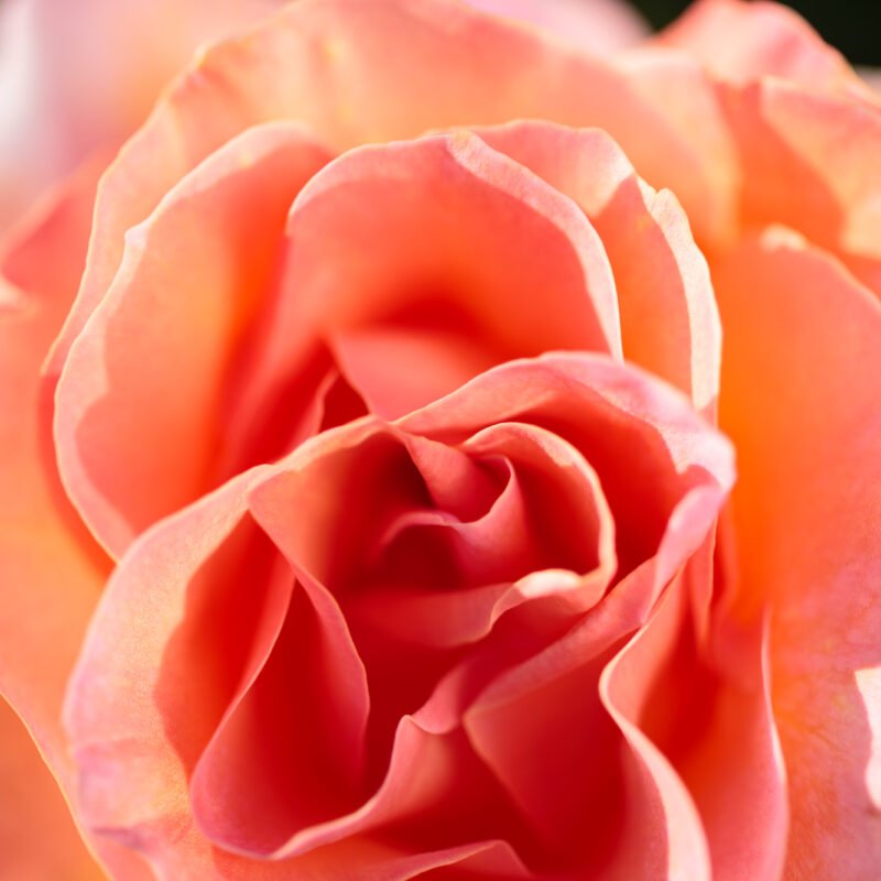 Salmon Rose Macro 3
