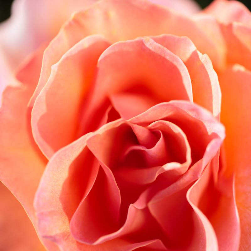 Salmon Rose Macro 3