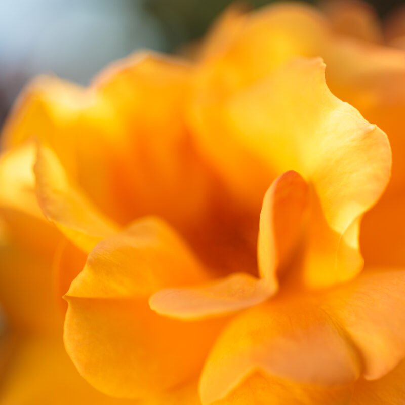 Yellow Rose Macro