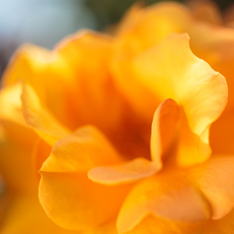 Yellow Rose Macro