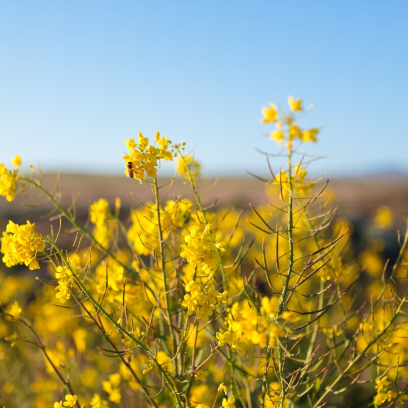 Yellow Wildflowers with Bee