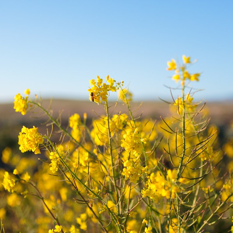 Yellow Wildflowers with Bee